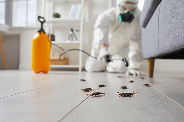 Commercial Kitchen Cockroach Control in Punta Gorda